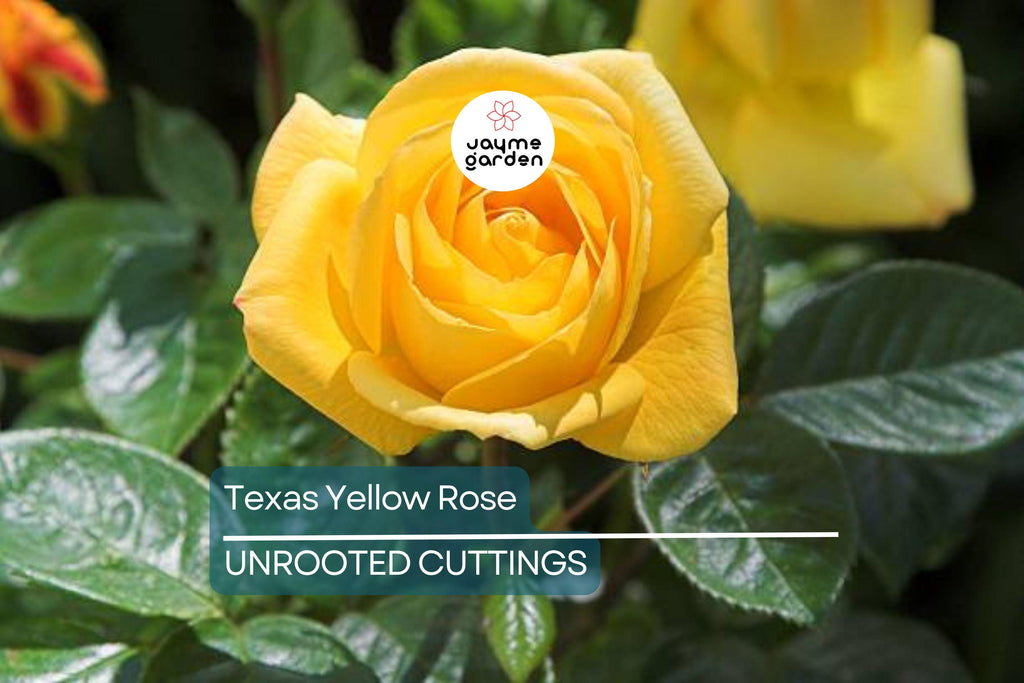 3 Texas Yellow Rose Cuttings for Rooting - 5-6" Each, Includes Rooting Powder & Guide, USA Grown, Disease Resistant