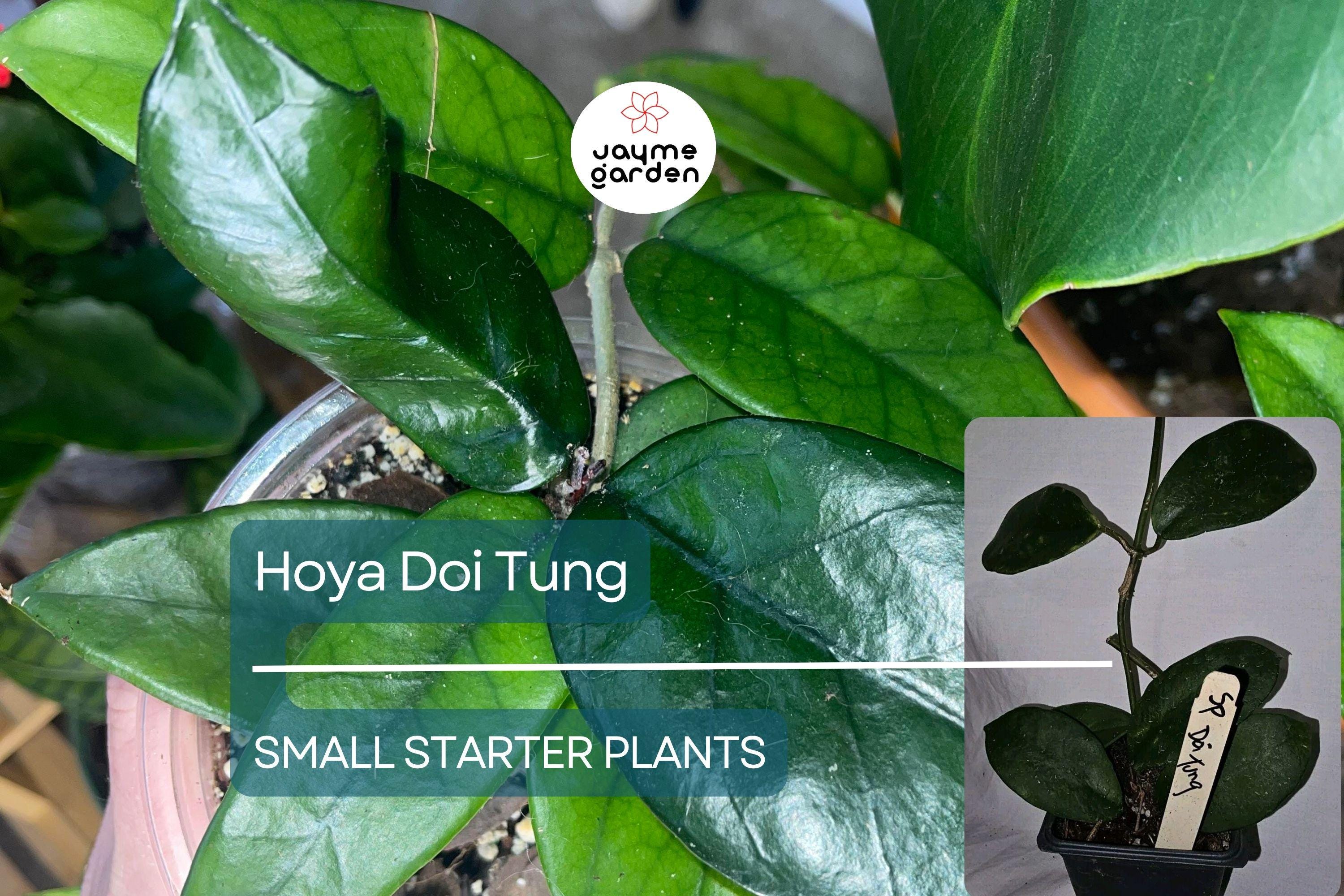 Hoya Doi Tung Starter Plant - Well Rooted 7-10 Inches Tall, White Fragrant Flowers - Exotic Tropical Houseplant for Indoor & Outdoor Spaces
