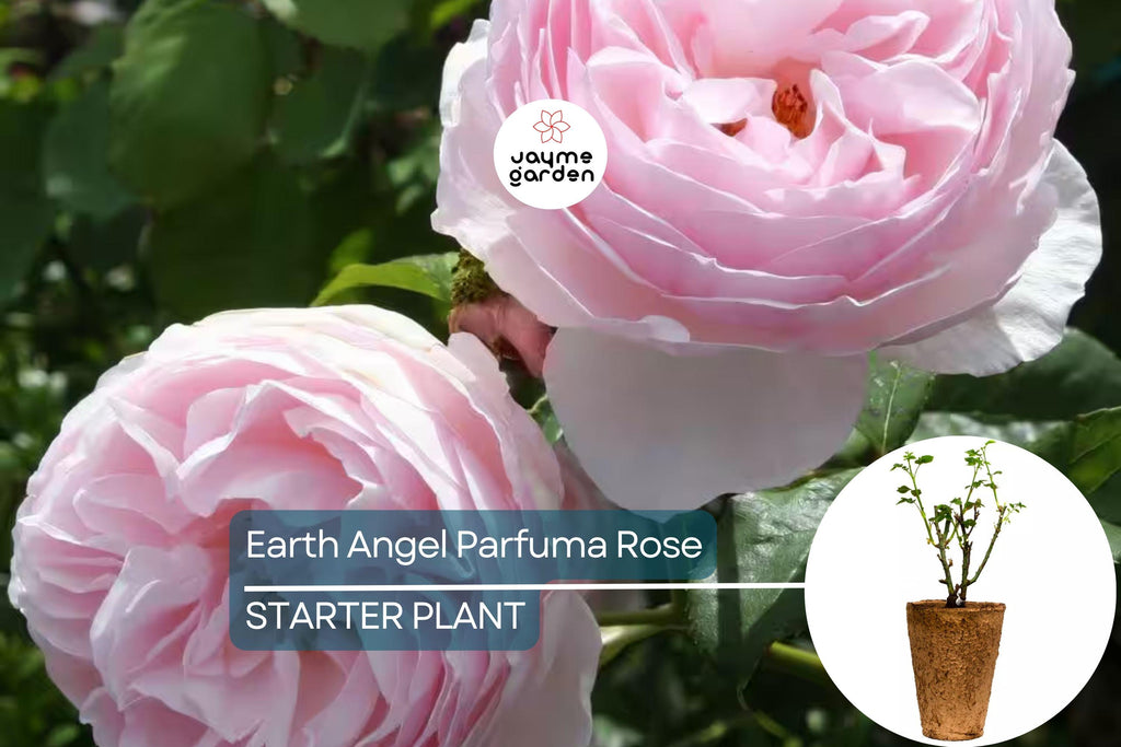 Earth Angel Parfuma Rose – 1.5 Gal Pot | Very Fragrant Blush Pink Peony Blooms | Own-Root Floribunda | Zones 5-10