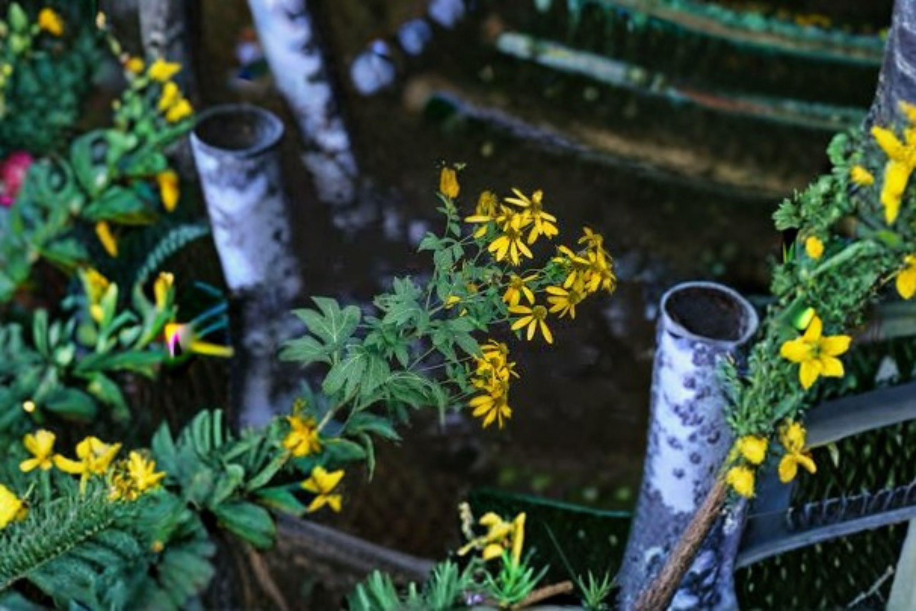 Cutleaf Coneflower Seeds – Rudbeckia laciniata var. ampla, Native Perennial (50 Seeds)