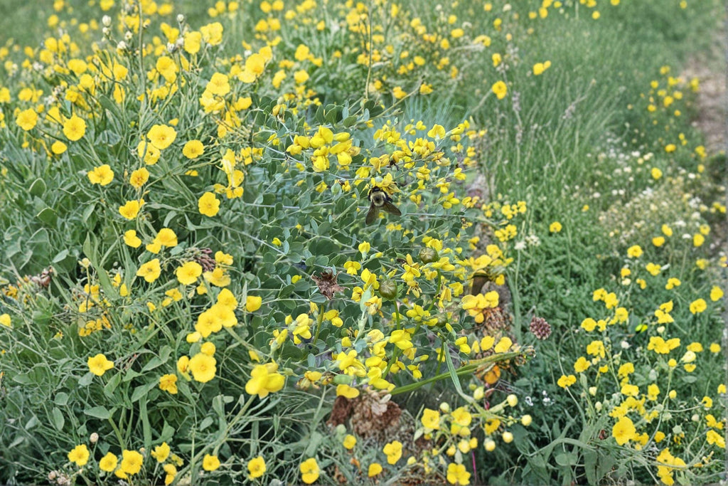 Yellow Wild Indigo – Baptisia tinctoria Seeds | 15 Seeds | Native Perennial Wildflower | Flowering Plant