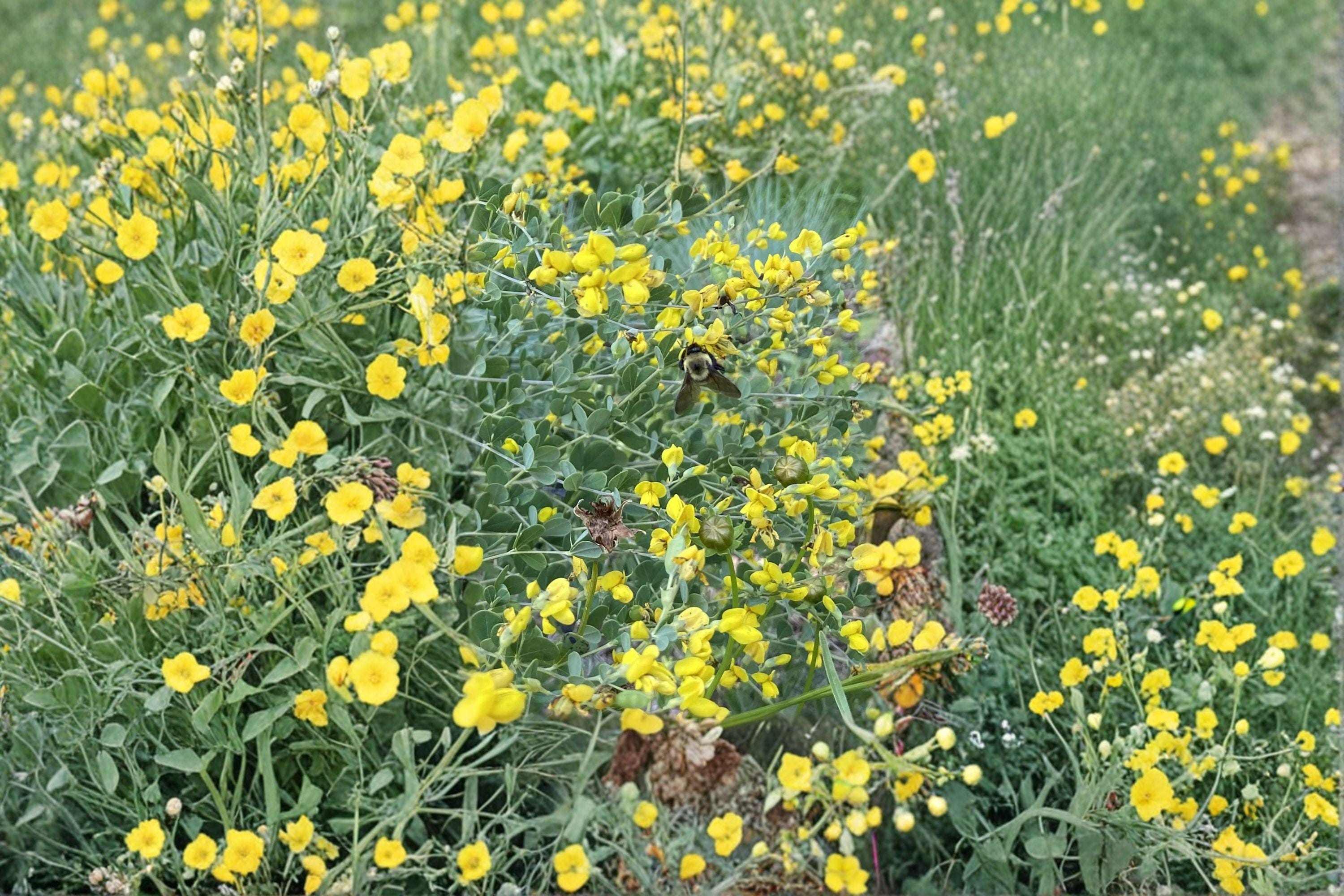 Yellow Wild Indigo – Baptisia tinctoria Seeds | 15 Seeds | Native Perennial Wildflower | Flowering Plant