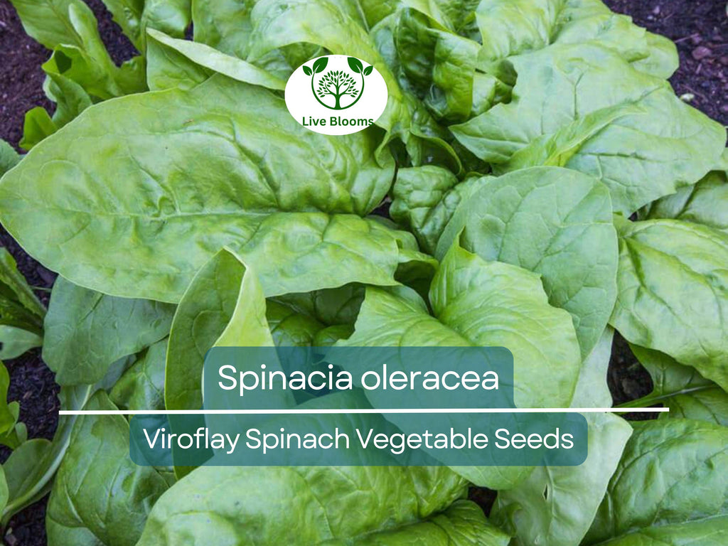 1 Gram Seeds Spinach Viroflay – Spinacia oleracea | Heirloom Vegetable Seeds for Planting, Gardening & Fresh Harvests