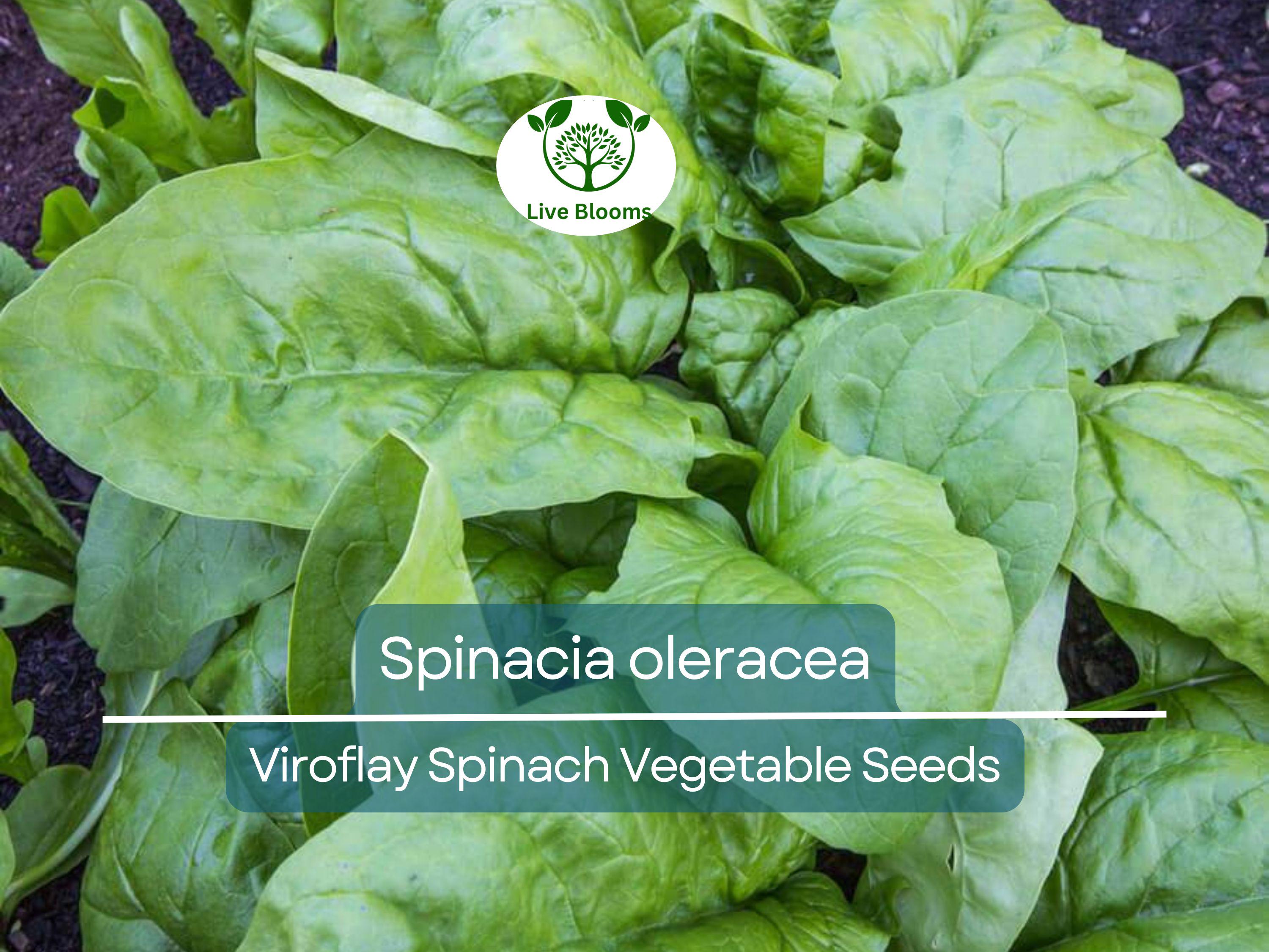 1 Gram Seeds Spinach Viroflay – Spinacia oleracea | Heirloom Vegetable Seeds for Planting, Gardening & Fresh Harvests