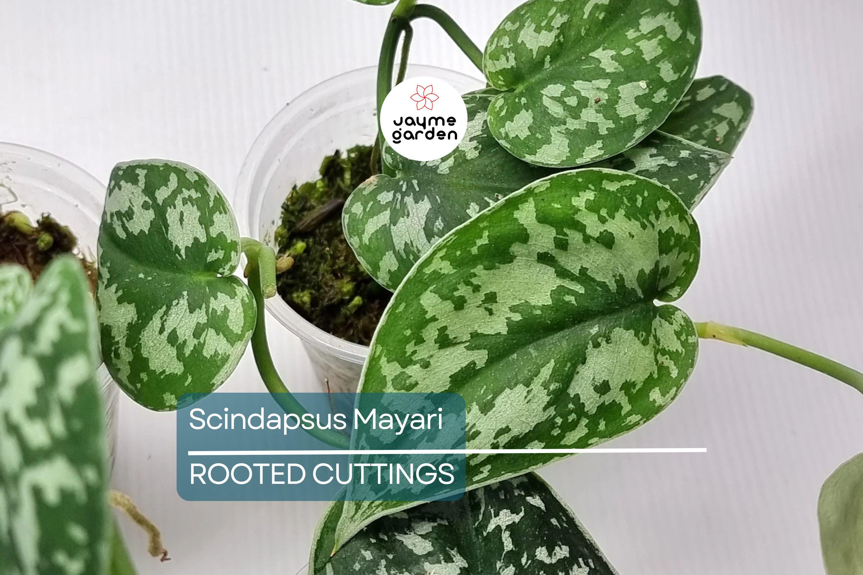 Scindapsus Mayari - Highly Variegated Rooted Cutting (1-2 Leaves) | Rare Cultivar with Stable Variegation