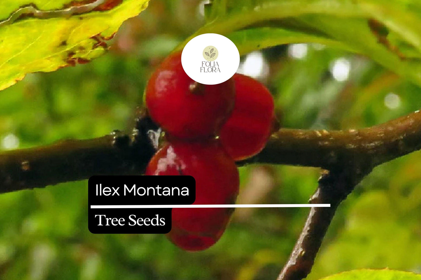 500mg Ilex Montana, Mountain Holly, Evergreen Shrub Seeds, Hardy Berry Plant