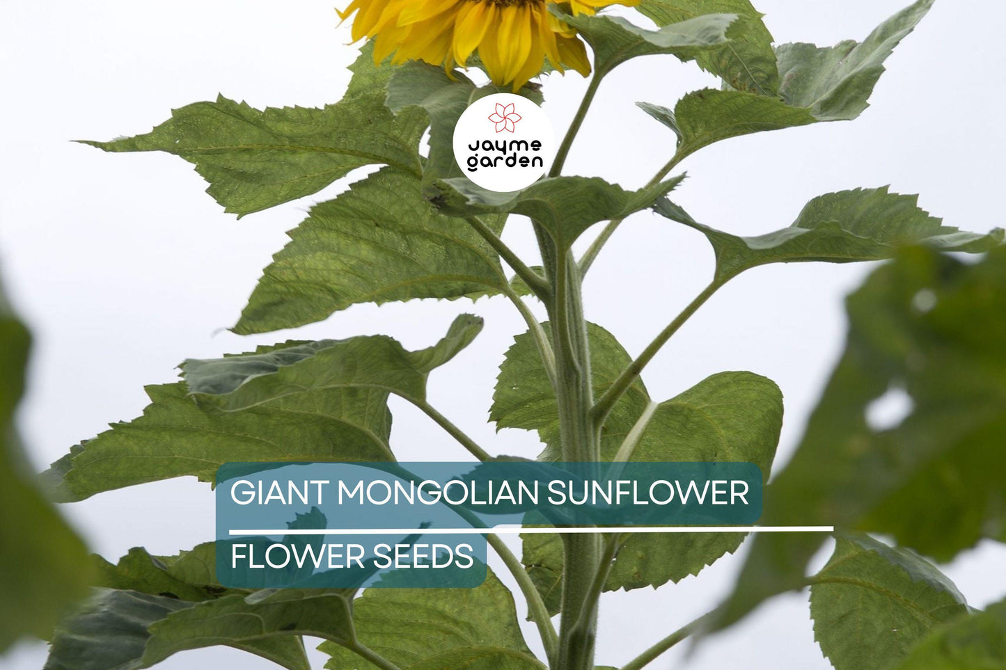 30 Giant Mongolian Sunflower Seeds – Non-GMO, Huge 18" Blooms, 14ft Tall | USA Seller, Free Shipping