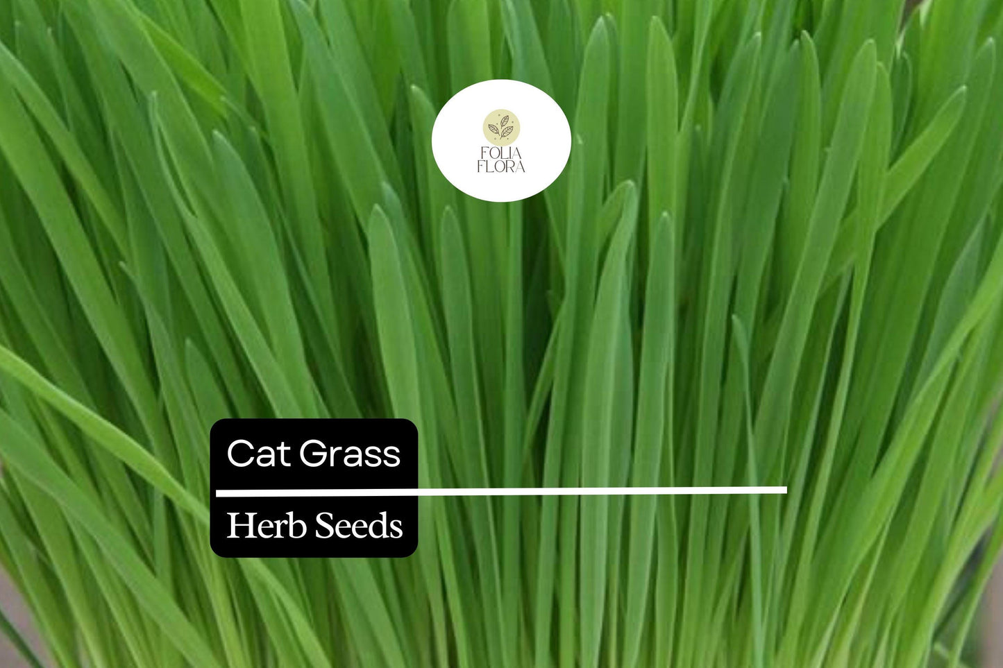 50 Seeds Cat Grass (Agropyron Cristatum) – Safe Grass for Cats to Chew and Digest