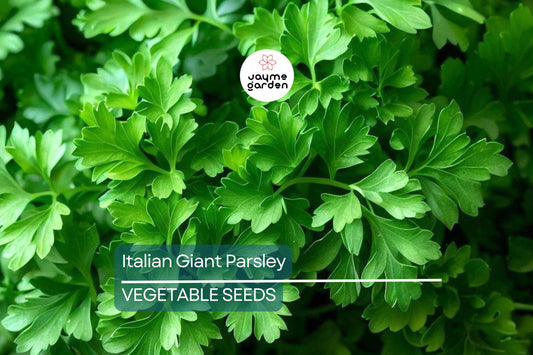 2,000 Italian Giant Parsley Seeds – Non-GMO Heirloom, Culinary Herb, Free Shipping