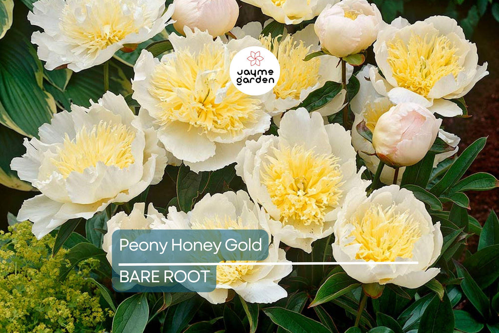 Peony Honey Gold | Bare Root | 2+ Eyes | Fragrant White & Gold Blooms | Perennial for Zones 3-8 | Stunning Mid-Spring Flowers