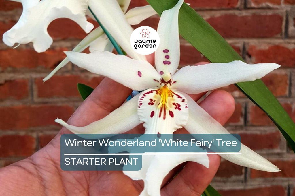 Winter Wonderland 'White Fairy' Orchid Dendrobium, Fragrant, 4–6" Bare Root Seedling