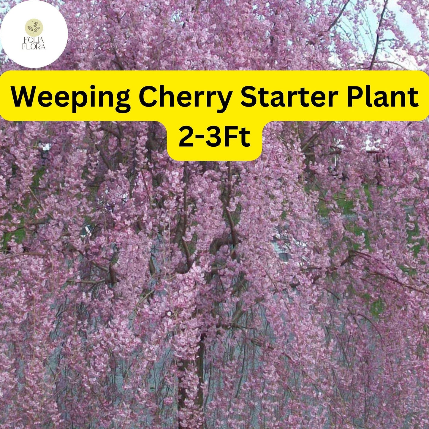 1 Weeping Cherry Tree, 2-3 Ft Tall, Live Flowering Tree, Ready to Plant, Prunus subhirtella