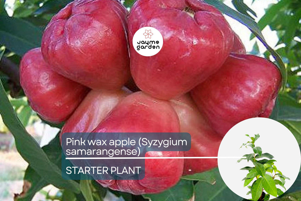 Pink Wax Apple Tree (Syzygium samarangense) Live Fruit Plant 1’-2’ Tall | Sweet Tropical Fruit Seedling