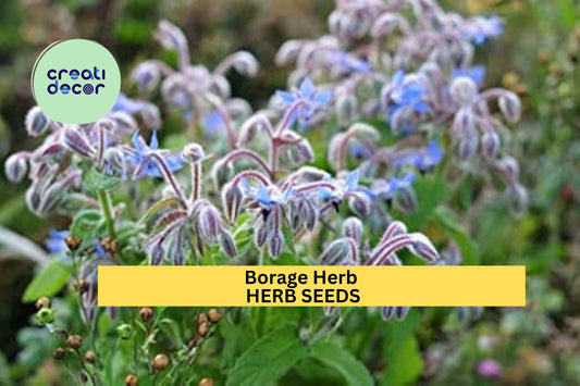 3pcs of 1g Borage Herb Seeds – Edible Blue Flowers & Leaves for Culinary - Pollinator Gardens – Fast Growing Seeds for Planting