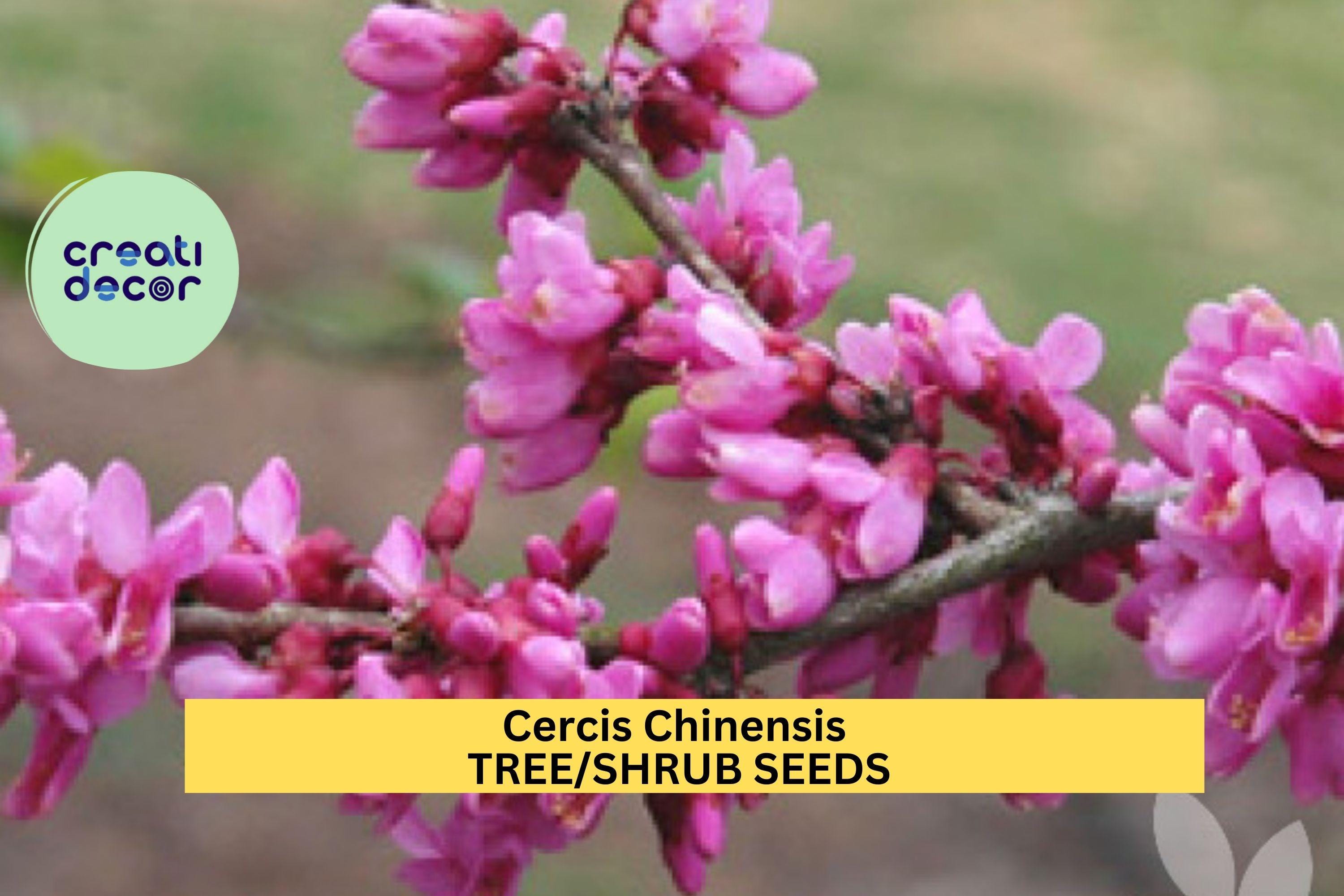 3pcs of 10seeds Cercis chinensis – Chinese Redbud Tree Seeds for Planting, Ornamental Flowering Tree with Pink Blossoms Seeds for Planting