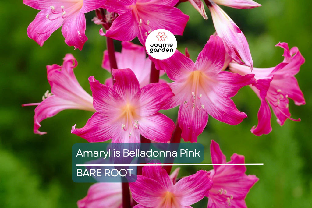 Amaryllis Belladonna Pink Naked Lady Bulb - Award-Winning, Fragrant Pink Blooms, Perfect for Rock Gardens, USDA Zones 8-11