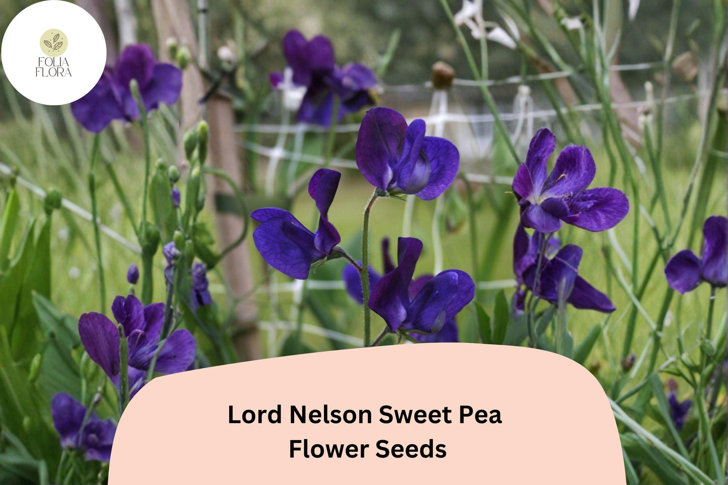 50+ Lord Nelson Sweet Pea Seeds | Fragrant Purple Flower for Garden Trellis & Cut Flowers