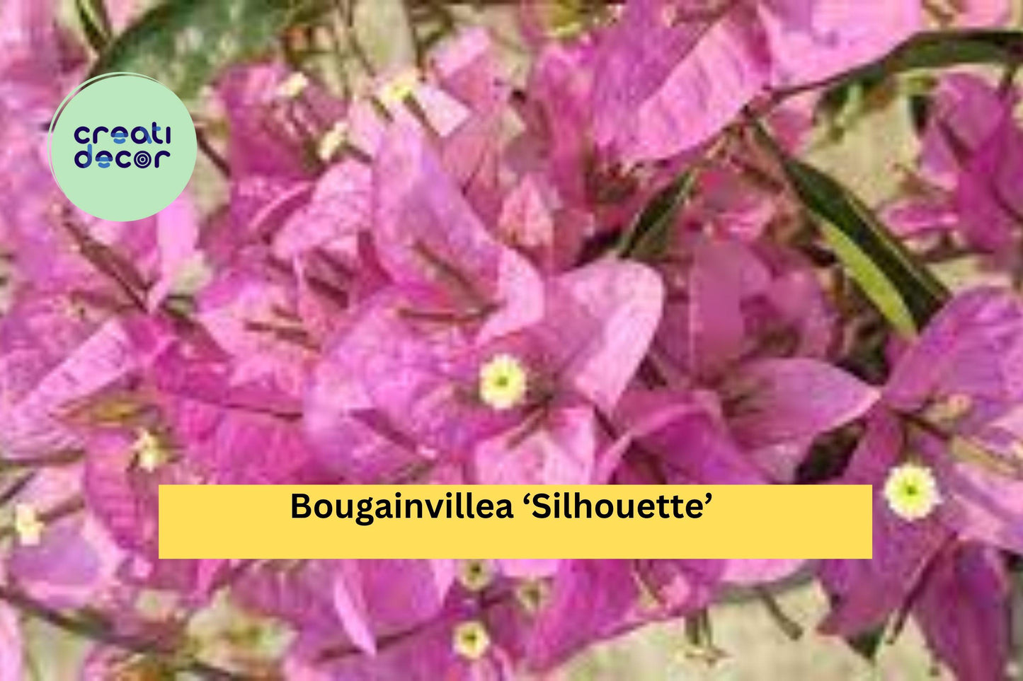 Bougainvillea ‘Silhouette’ – Live Well-Rooted Starter Plant – Colorful Tropical Vine for Garden, Patio, or Hanging Basket