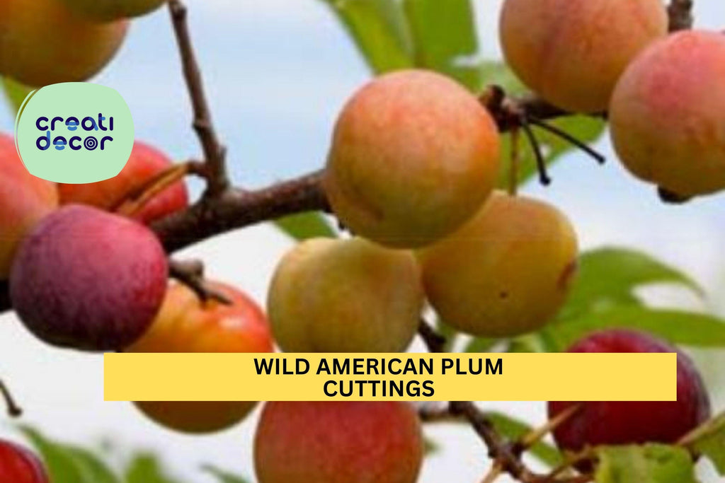 12 Wild American Plum Cuttings | Prunus Americana | Unrooted Edible Native Tree | Wildlife Habitat & Grafting Wood Starter