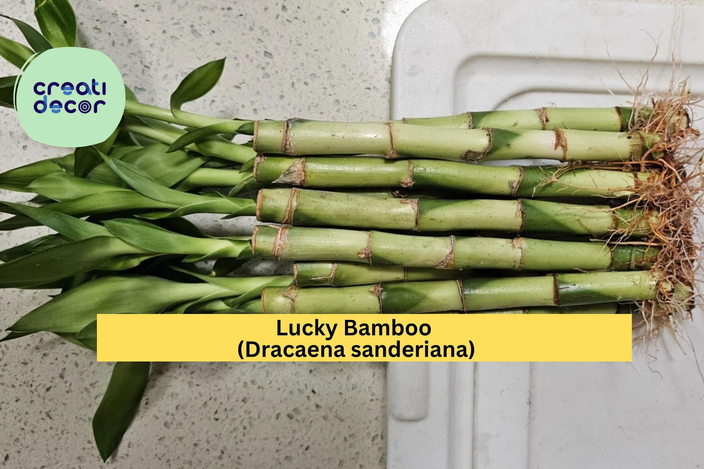 Lucky Bamboo Plants – 10 Live 6" Straight Stalks – Dracaena sanderiana – Indoor Decorative Plant Set for Home or Office Décor