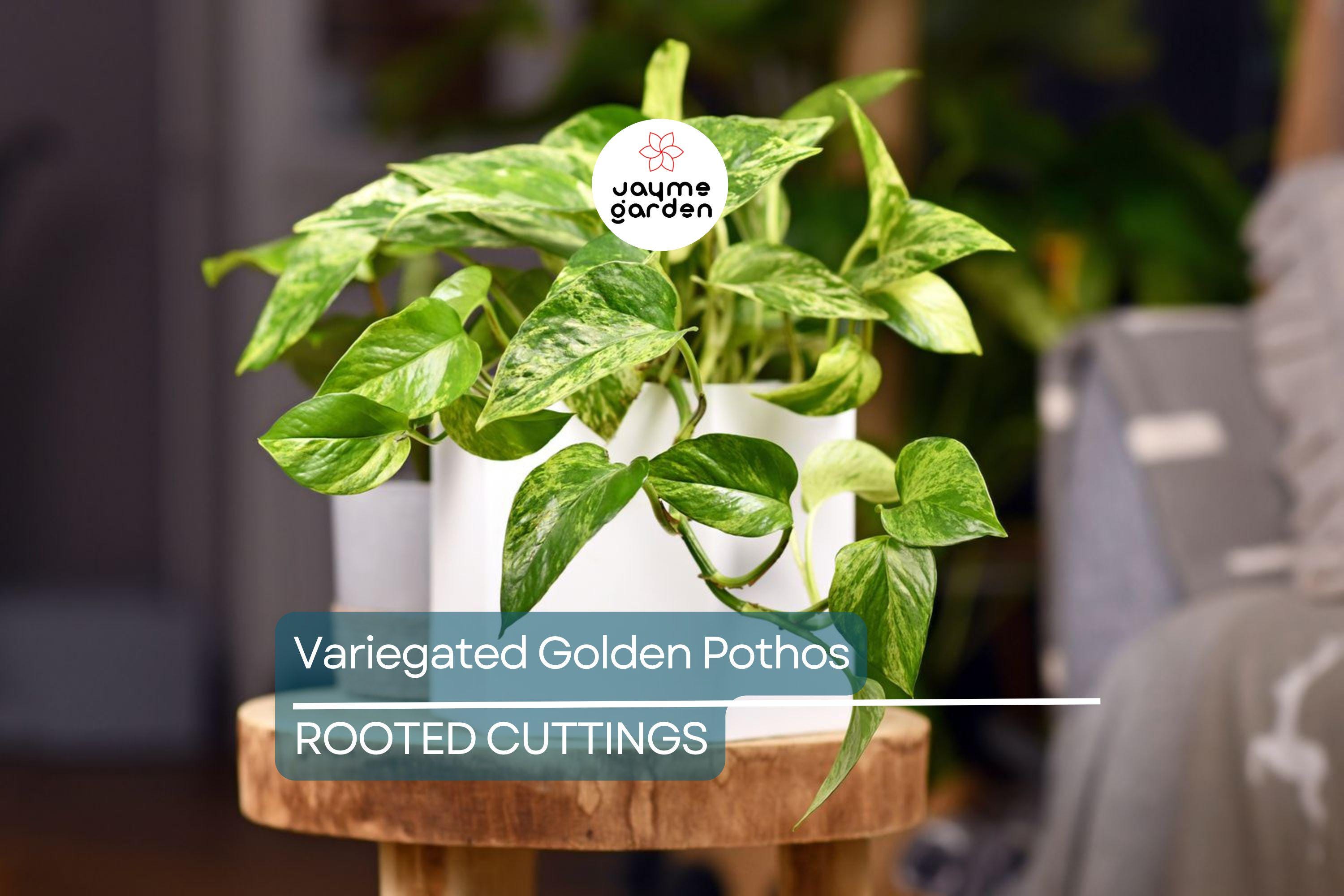 GIANT Variegated Golden Pothos – 3 Node Climbing Cutting, Hawaiian Grown