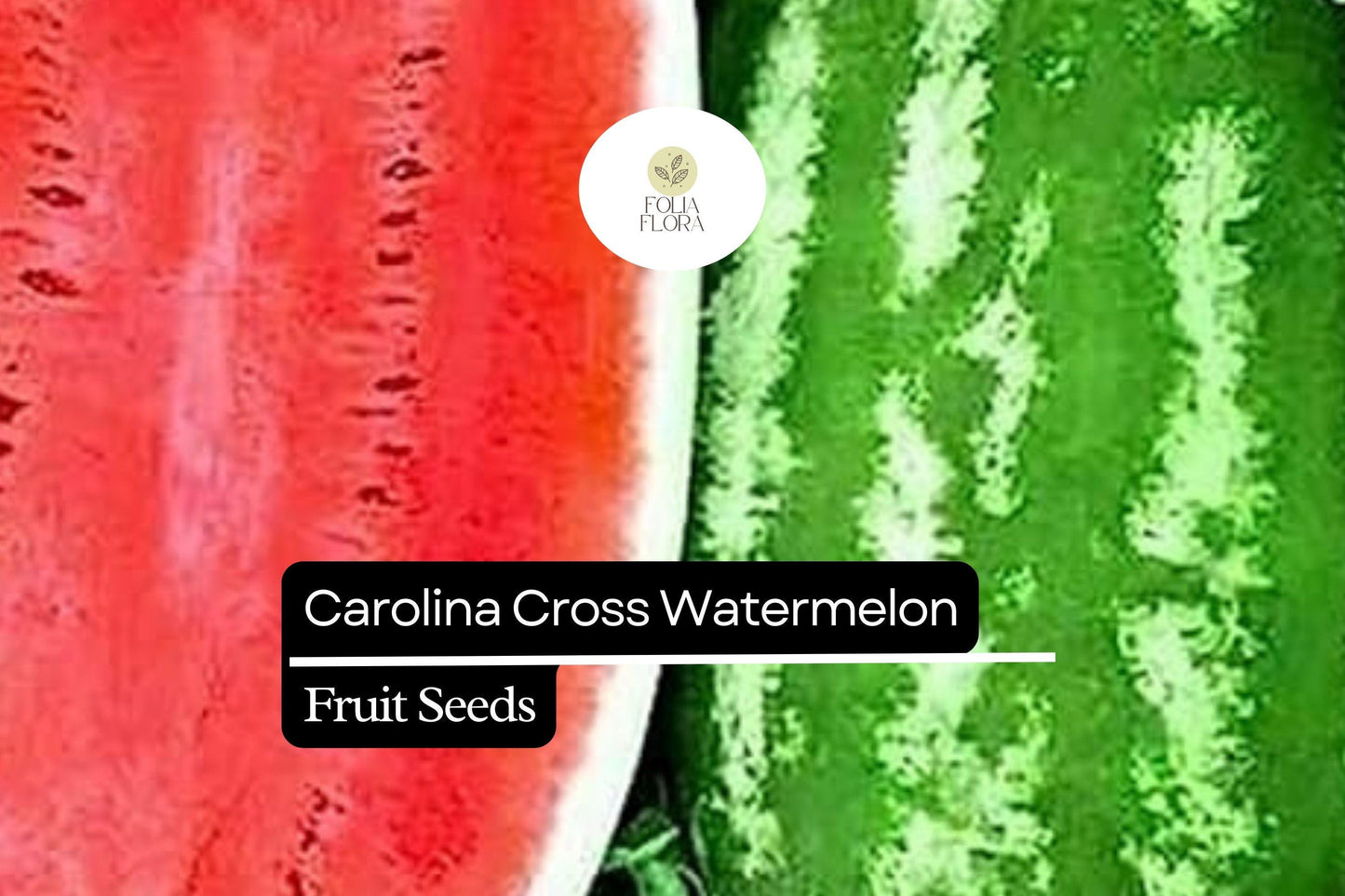 5 Seeds Carolina Cross Watermelon (Citrullus lanatus) – Giant Sweet Watermelon Variety