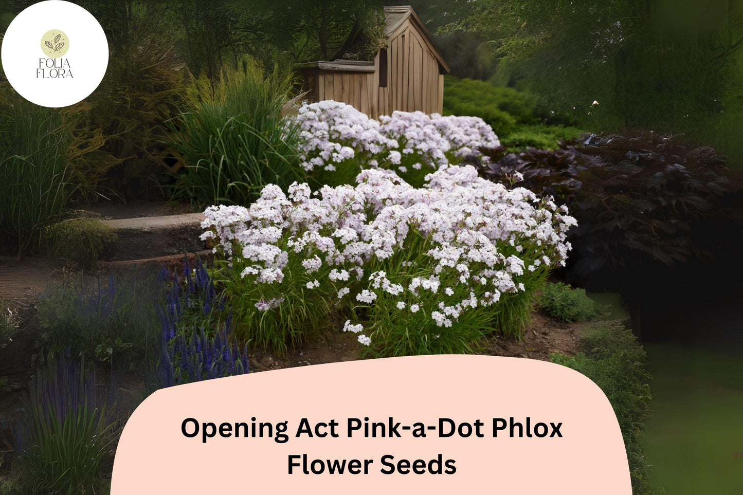100+ Opening Act Pink-a-Dot Phlox Seeds – Perennial Garden Flower Seeds, Phlox paniculata