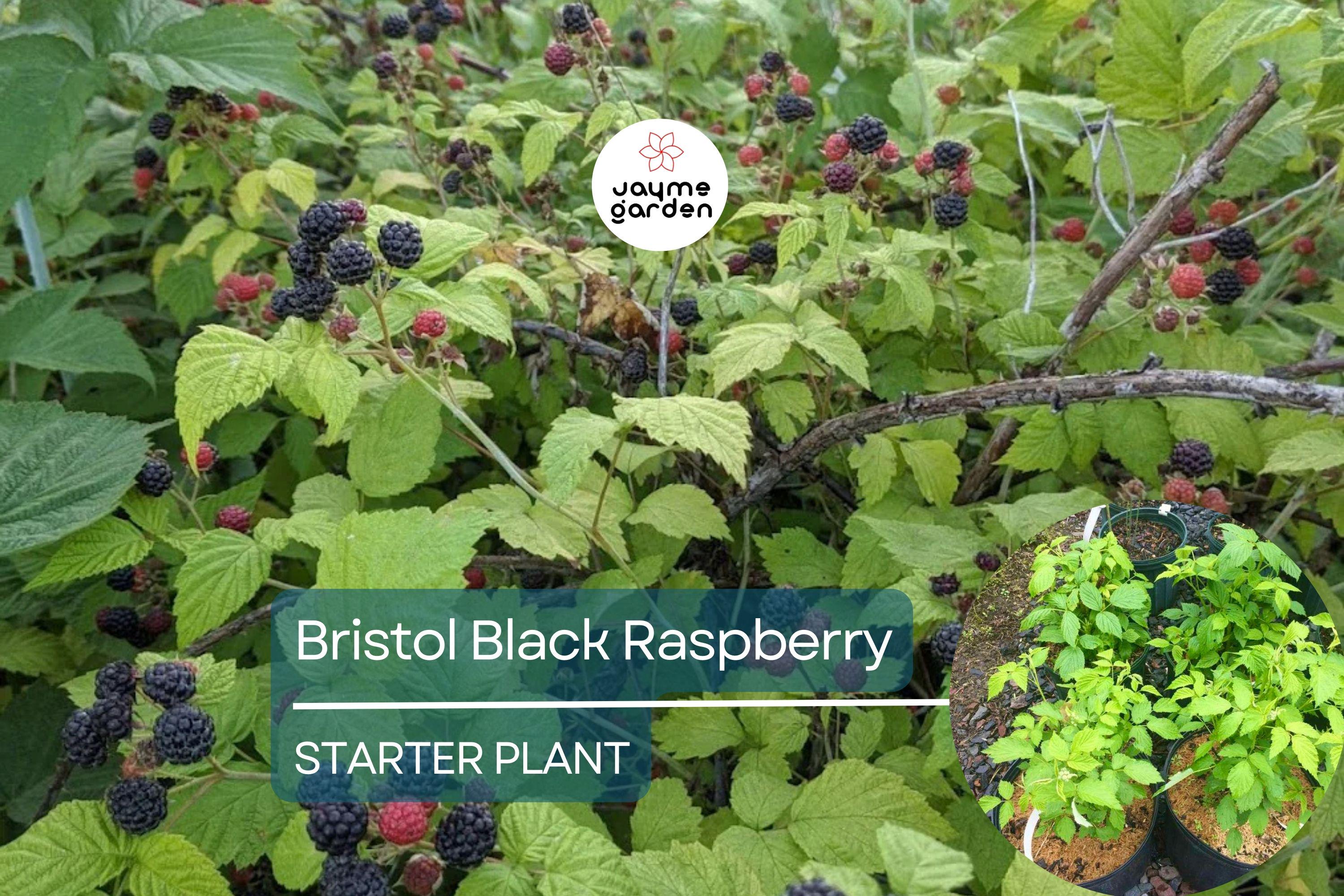 1 Raspberry Bush Live Plant – Sweet Raspberries, High-Yield Starter Plant for Home Gardens, Self-Fertile & Easy to Grow
