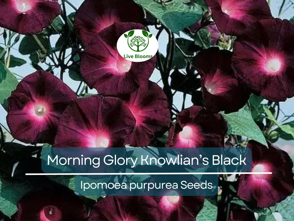 25 Seeds Morning Glory ‘Knowlian’s Black’ – Ipomoea purpurea – Rare Deep Purple-Black Vine – Non-GMO, Hummingbird Favorite