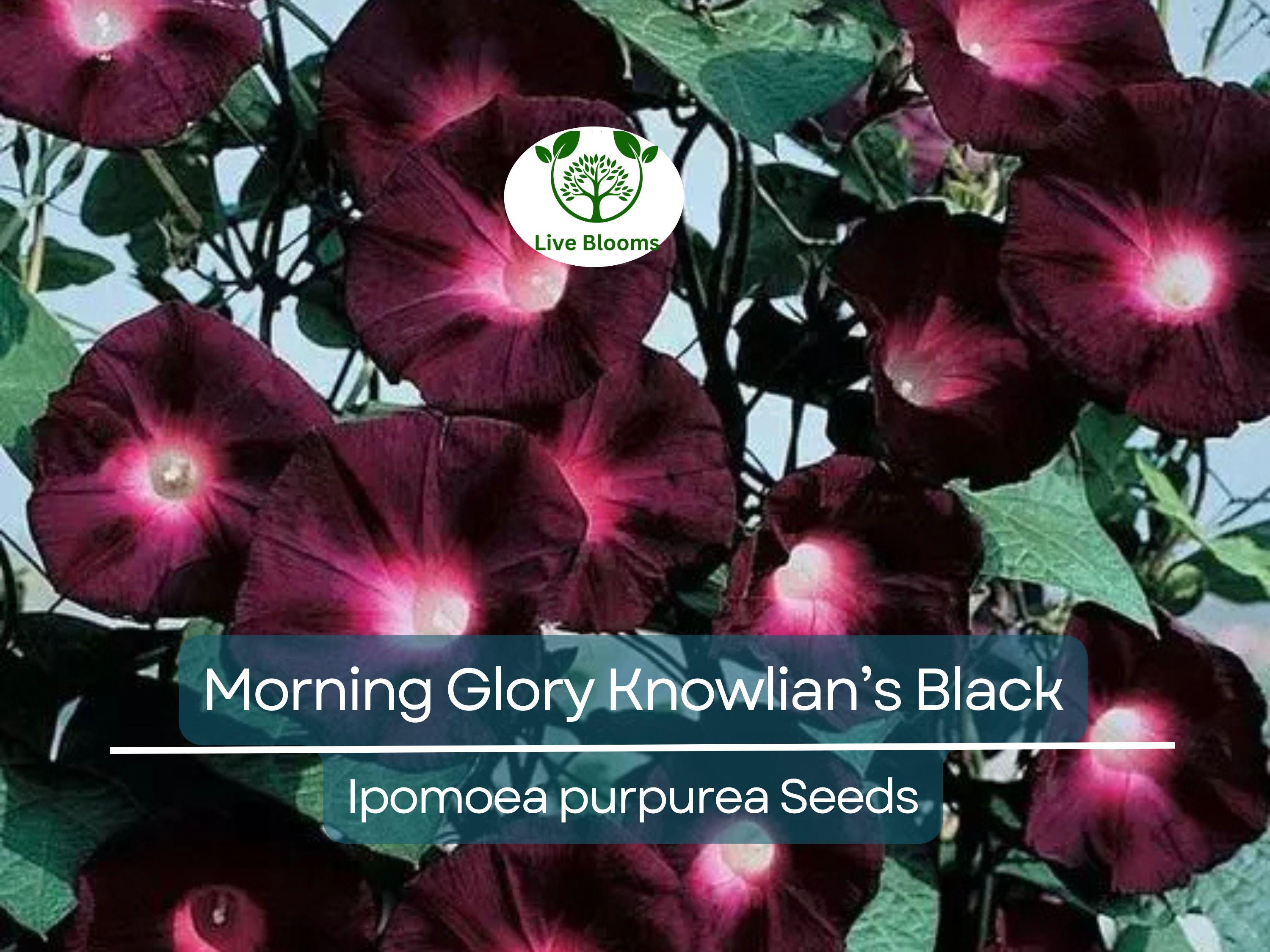 25 Seeds Morning Glory ‘Knowlian’s Black’ – Ipomoea purpurea – Rare Deep Purple-Black Vine – Non-GMO, Hummingbird Favorite
