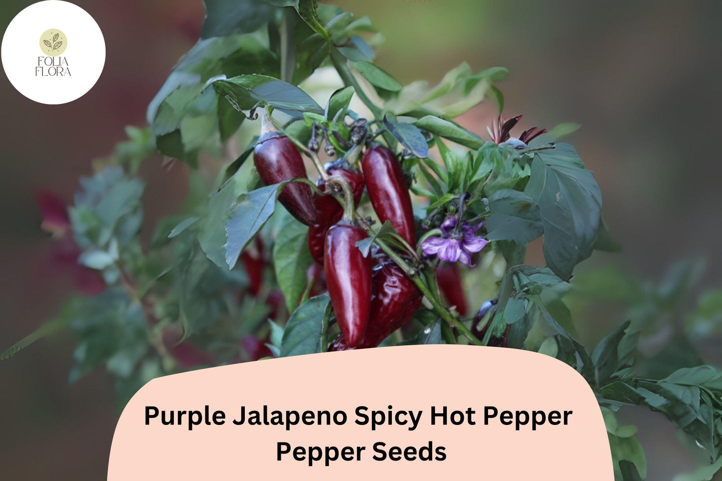 25+ Purple Jalapeño Seeds | Spicy Hot Pepper | Unique Dark Color | Non-GMO Garden Planting