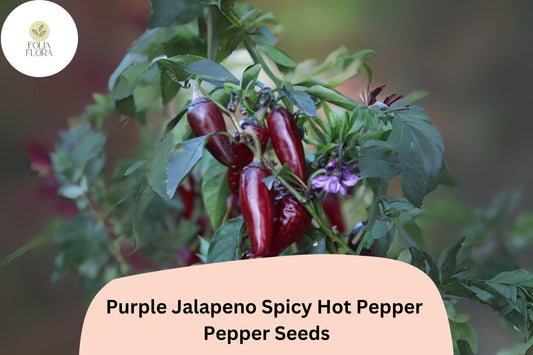 25+ Purple Jalapeño Seeds | Spicy Hot Pepper | Unique Dark Color | Non-GMO Garden Planting