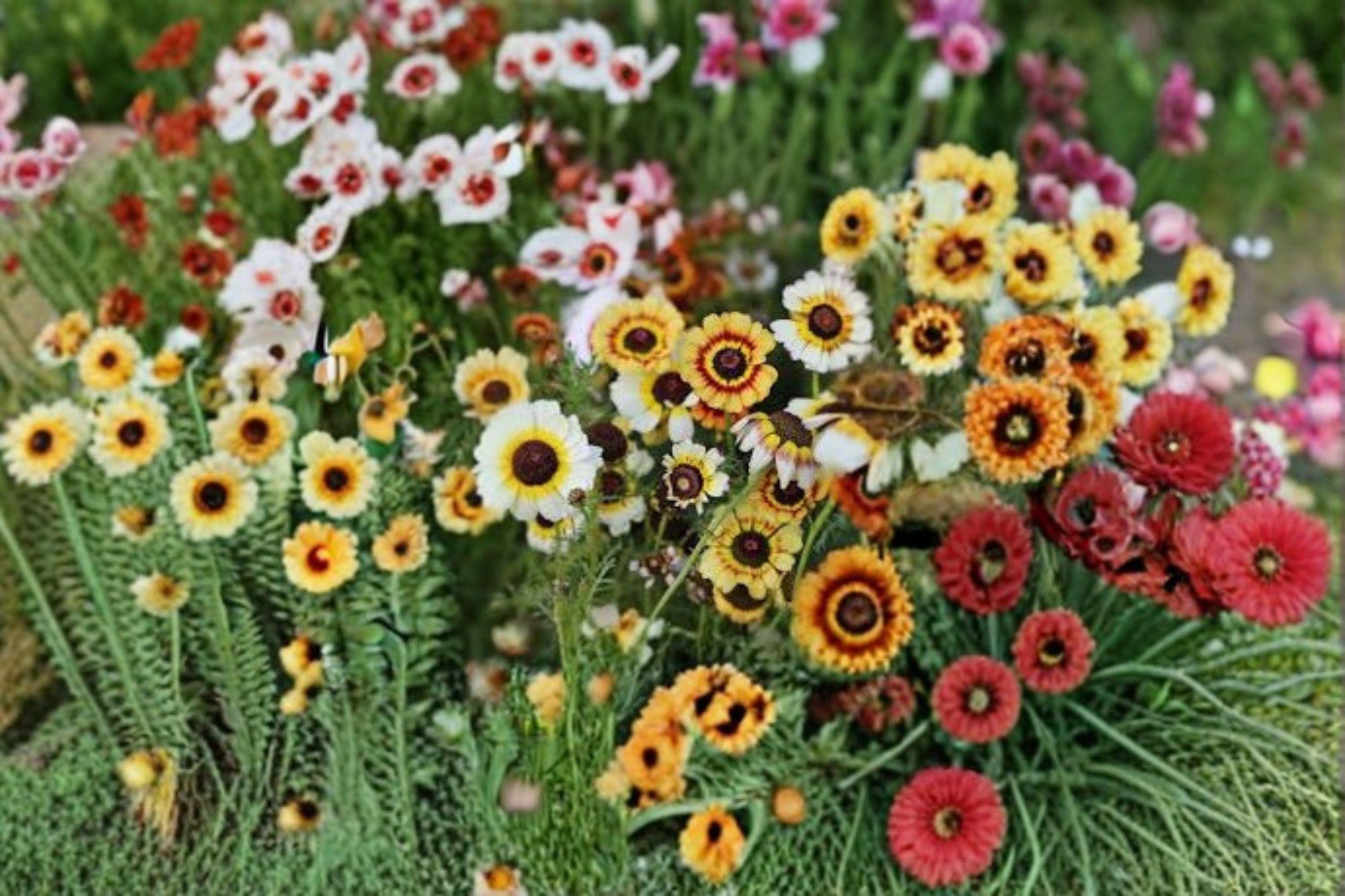 Painted Daisy – Glebionis carinata Seeds | 100 Seeds | Tricolor Blooms | Easy Annual