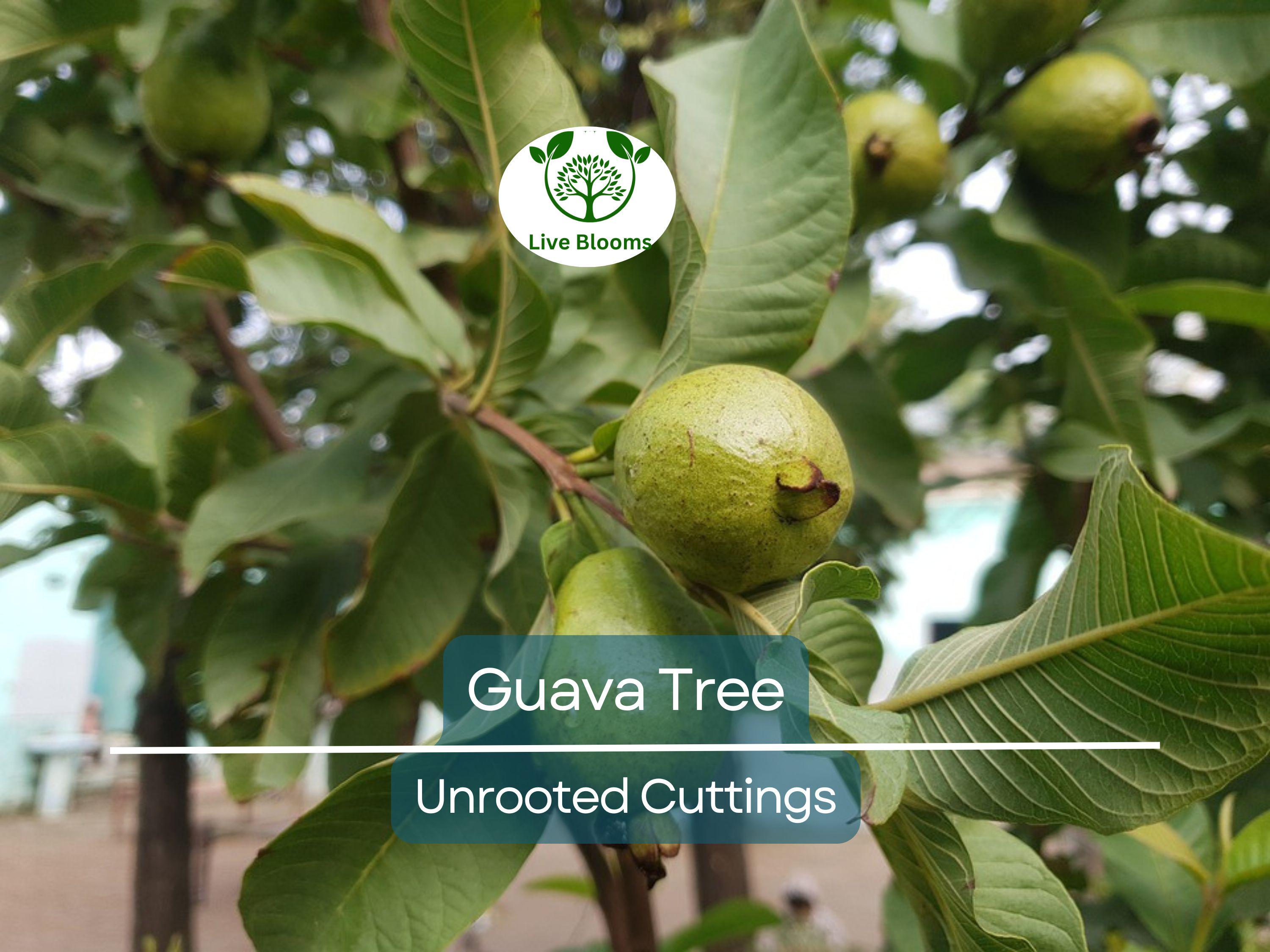 3 Guava Unrooted Cuttings 4-5" | Psidium Guajava | Tropical Fruit Tree, Guava Plant Propagation