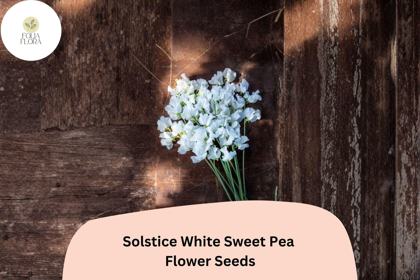 Solstice White Sweet Pea Seeds | Lathyrus odoratus Climbing Vine (50+ Seeds) for Garden Planting