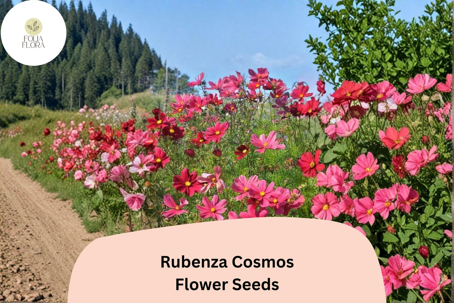 200+ Rubenza Cosmos Seeds | Cosmos Bipinnatus Deep Ruby Red Blooms | Annual Garden Flower Seeds for Planting