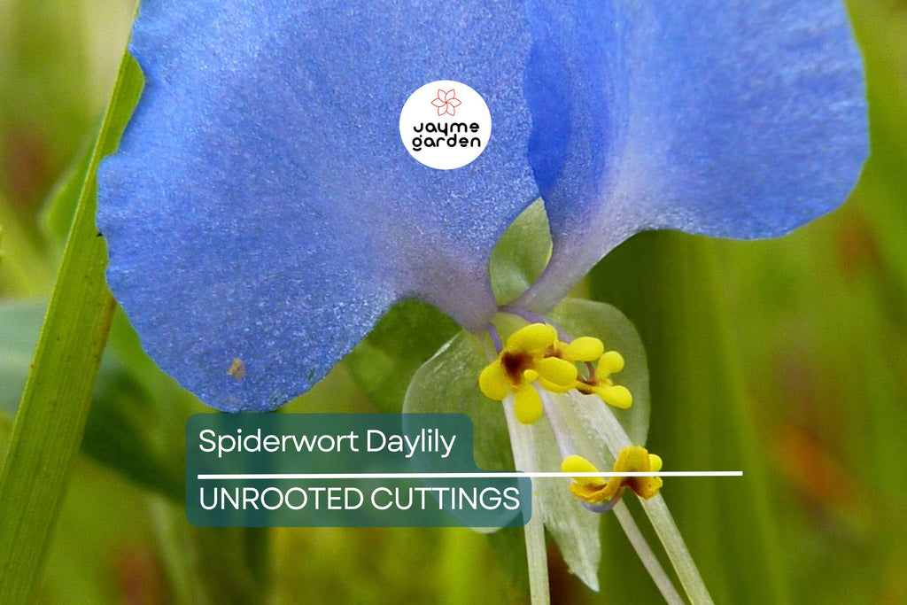 15 Spiderwort Day Lily Cuttings - Wandering Jew Blue - Fresh Cutting, Easy to Care Houseplant
