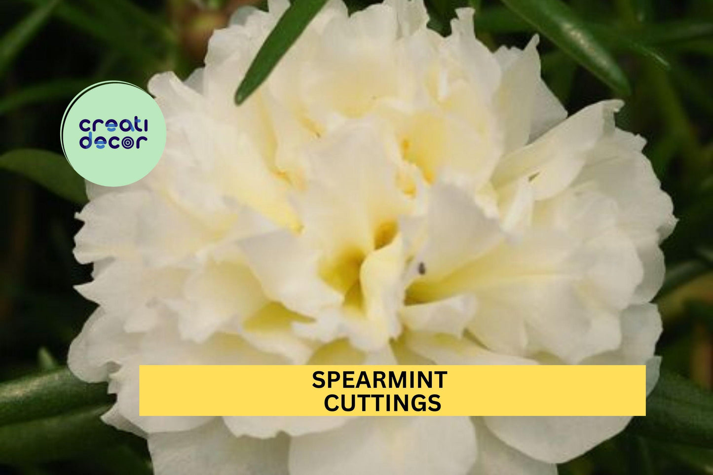 New! 8 Spearmint Portulaca Cuttings | Moss Rose | Portulaca grandiflora | Unrooted Flowering Succulent | Unique Bloom Color