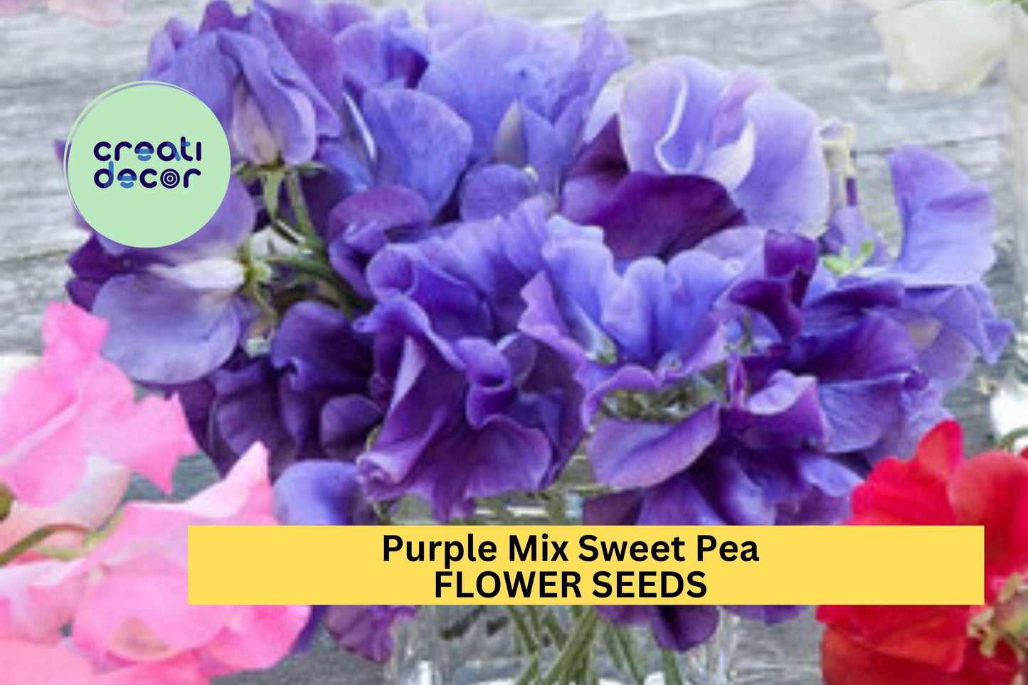 50+ Purple Mix Sweet Pea Seeds – Fragrant Purple-Toned Blooms for Garden Planting, Climbing Vines for Trellises & Bouquets – USA