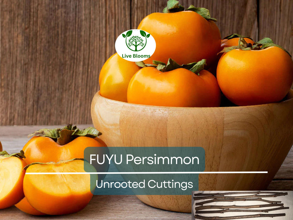 5 Unrooted Cutting 6-8" FUYU Persimmon Tree (Diospyros kaki) for Grafting – Fruit Tree Propagation