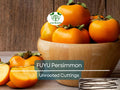 5 Unrooted Cutting 6-8" FUYU Persimmon Tree (Diospyros kaki) for Grafting – Fruit Tree Propagation