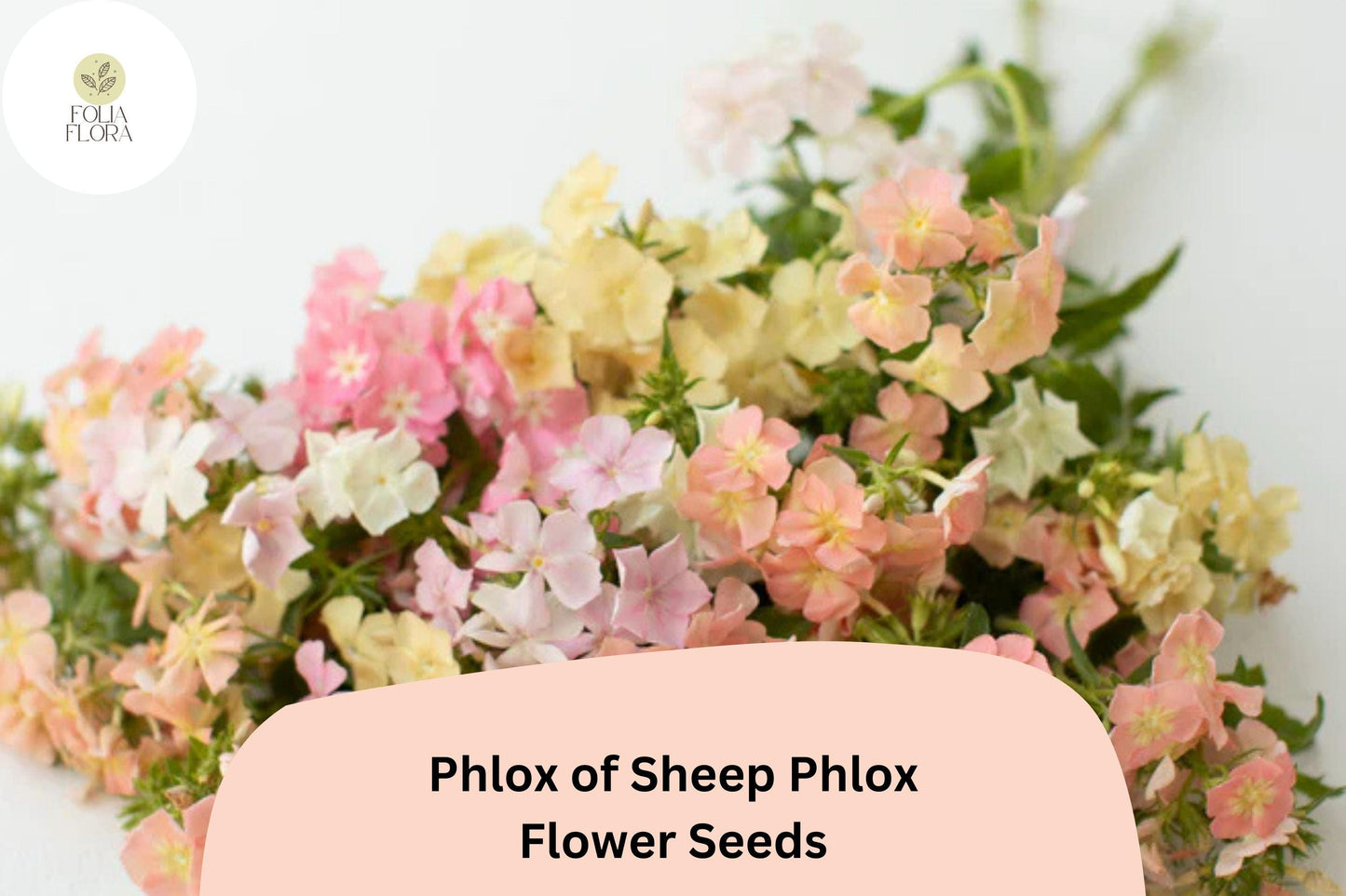 100+ Phlox of Sheep Seeds for Garden Planting | Phlox subulata | Creeping Groundcover Perennial | Pink Carpet Flower Seeds