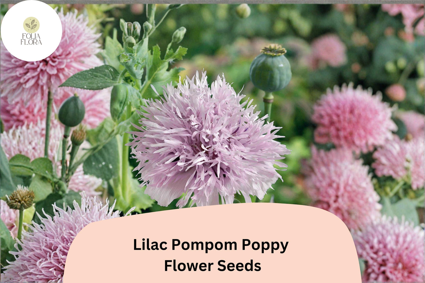 200+ Lilac Pompom Poppy Seeds for Garden Planting – Soft Lilac Blooms, Double Pom-Pom Flowers, Easy to Grow