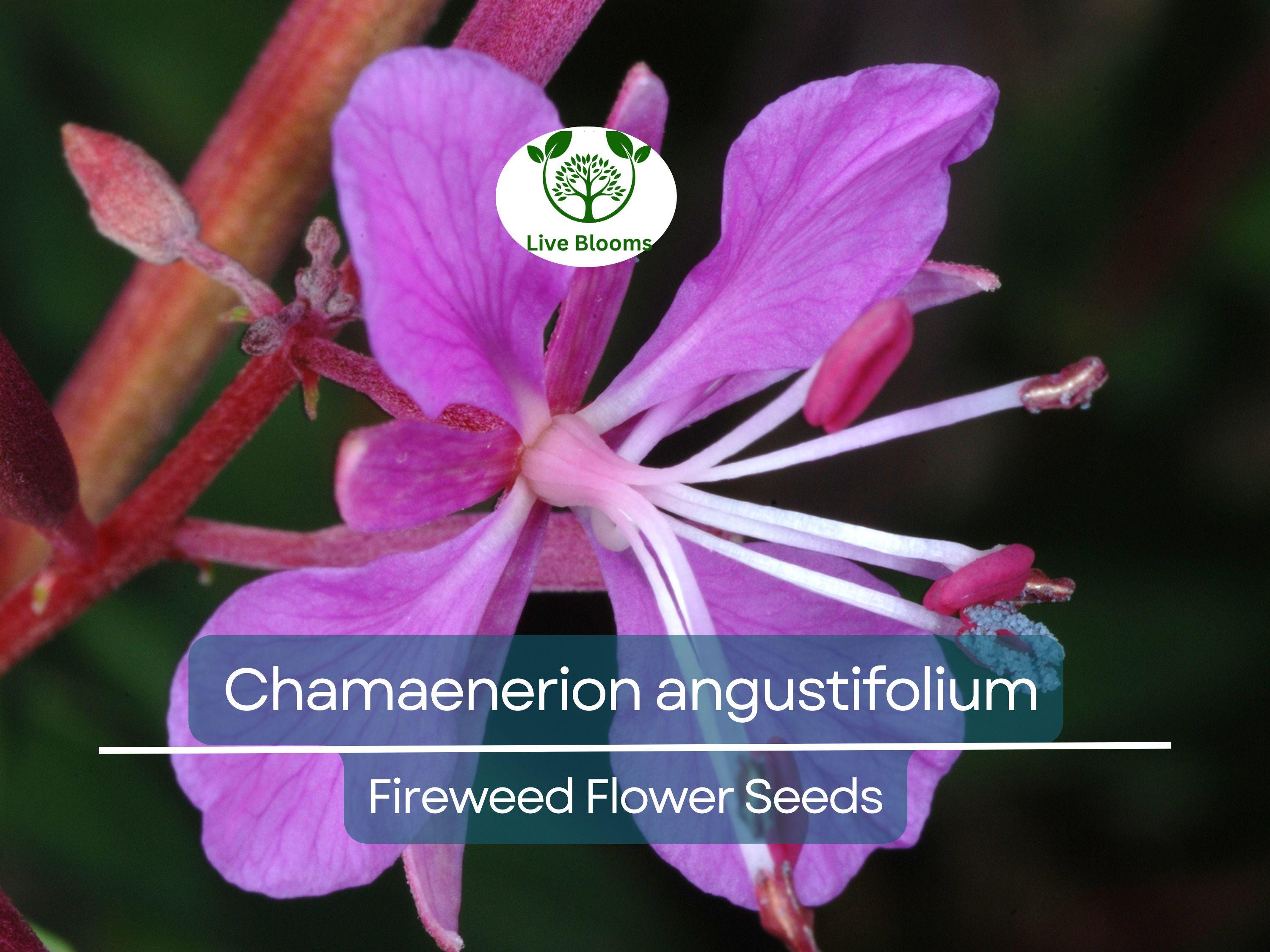 30 mg Seeds Chamaenerion Angustifolium Fireweed – Vibrant Wildflower for Planting, Gardening, and Pollinator-Friendly Landscapes
