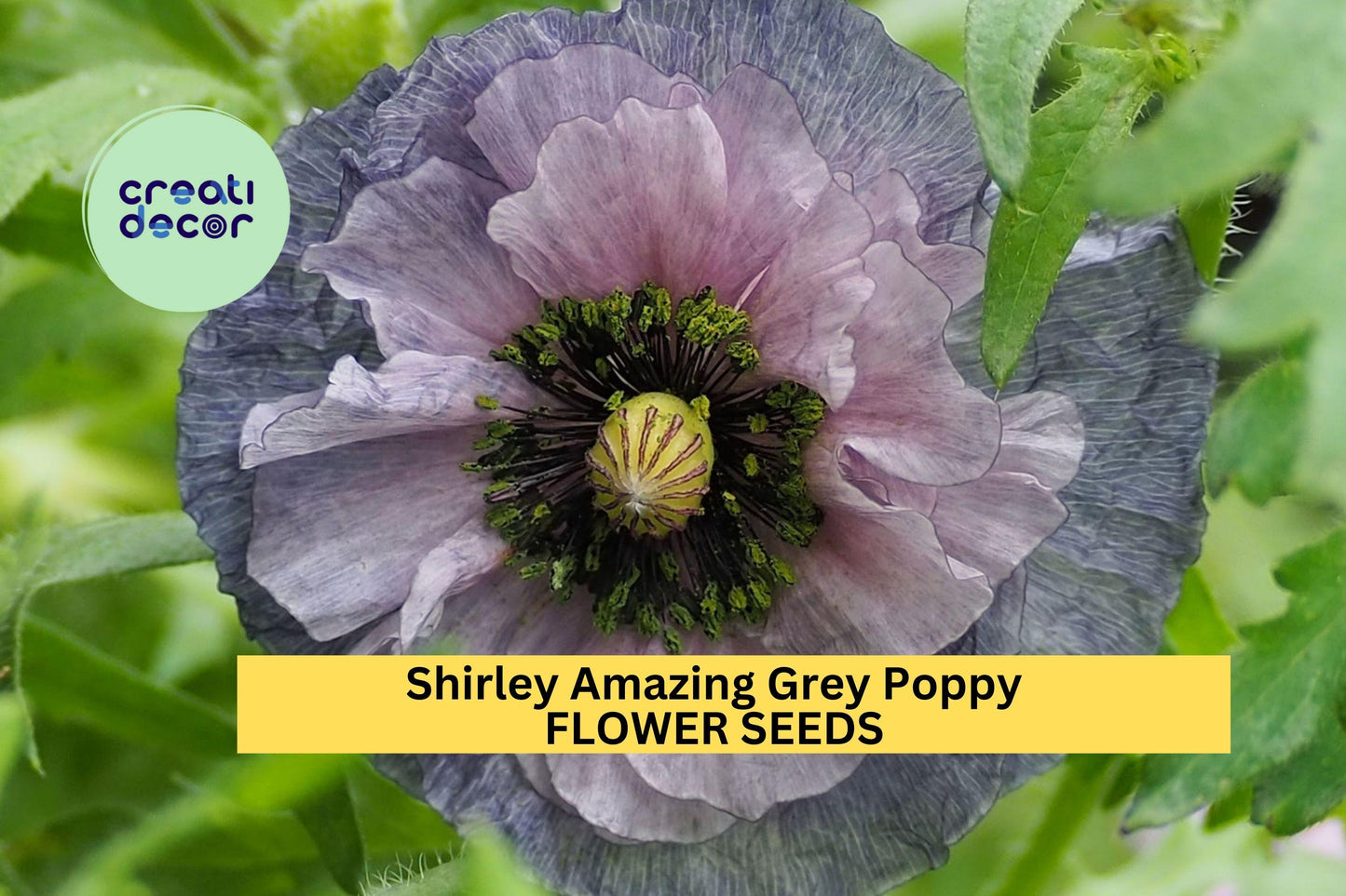 200+ Shirley Amazing Grey Poppy Seeds – Silky Lilac-Gray Blooms for Garden Planting, Unique Cottage-Style Annuals – USA