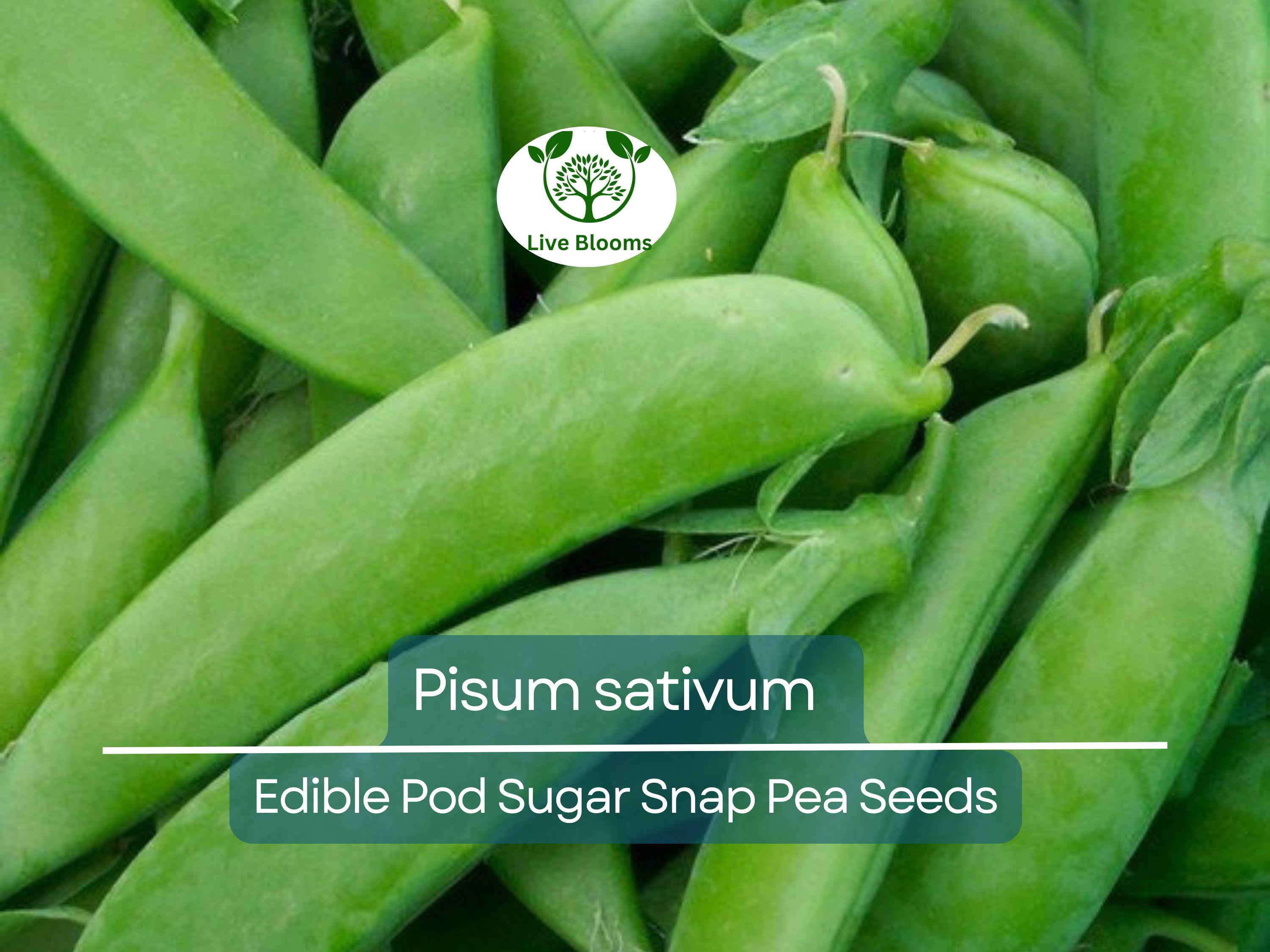 30 Seeds Pea Edible Pod Sugar Snap – Pisum sativum | Heirloom Sugar Snap Peas for Planting, Gardening & Sweet Crisp Harvests