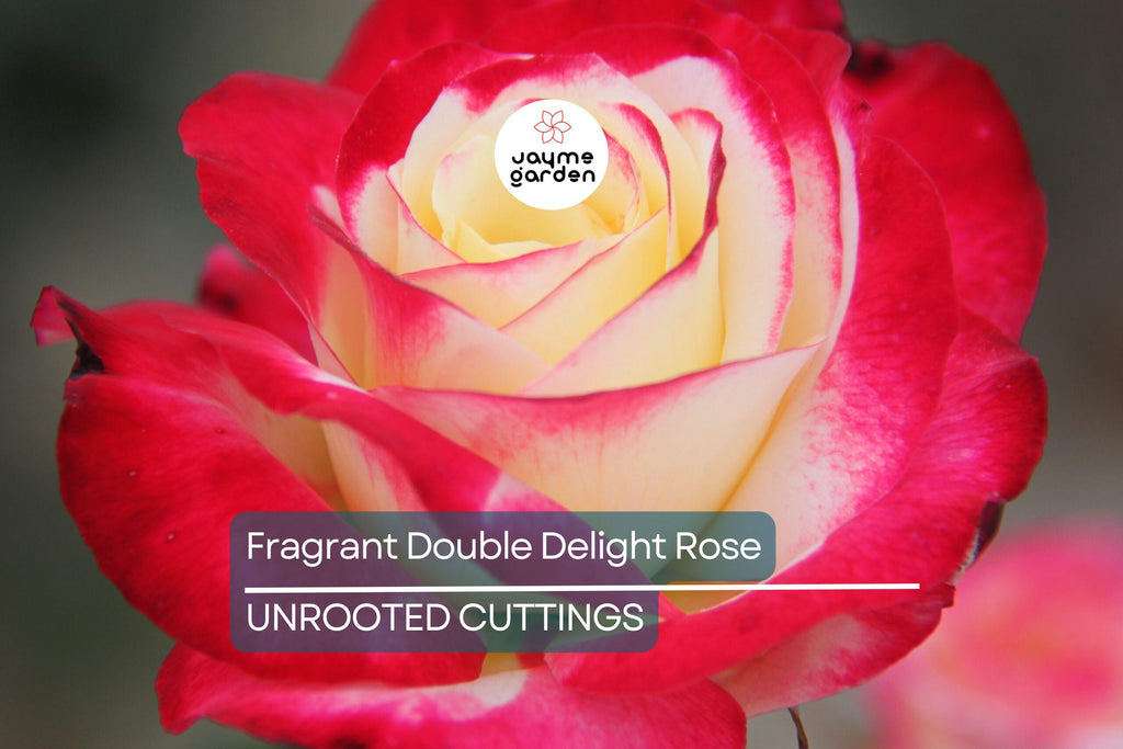 Large Fragrant Double Delight Rose - 5 Stems for Planting, Ornate Blooms, Long Stems, Perfect for USA Garden