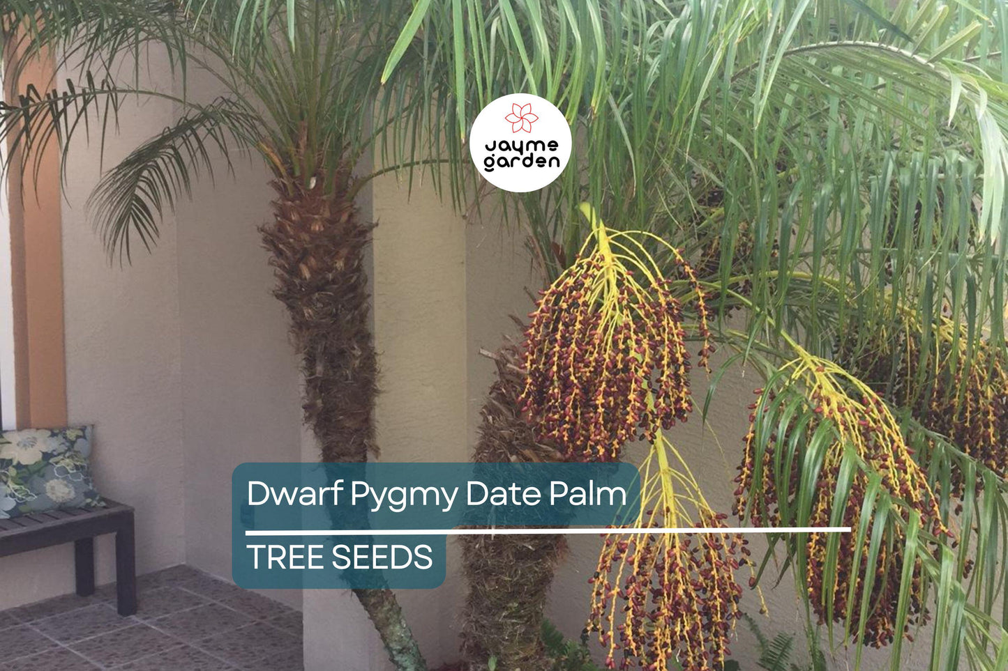10 Dwarf Pygmy Date Palm Seeds – Phoenix roebelinii, Indoor Houseplant, 6 ft Tall, Subtropical Palm, Great for Containers & Landscaping