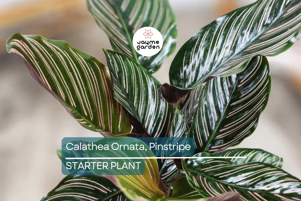 Calathea Ornata Starter Plant | Pinstripe Plant | Live Peacock Plant | Zebra Plant | Indoor Tropical Plant | USA Grown