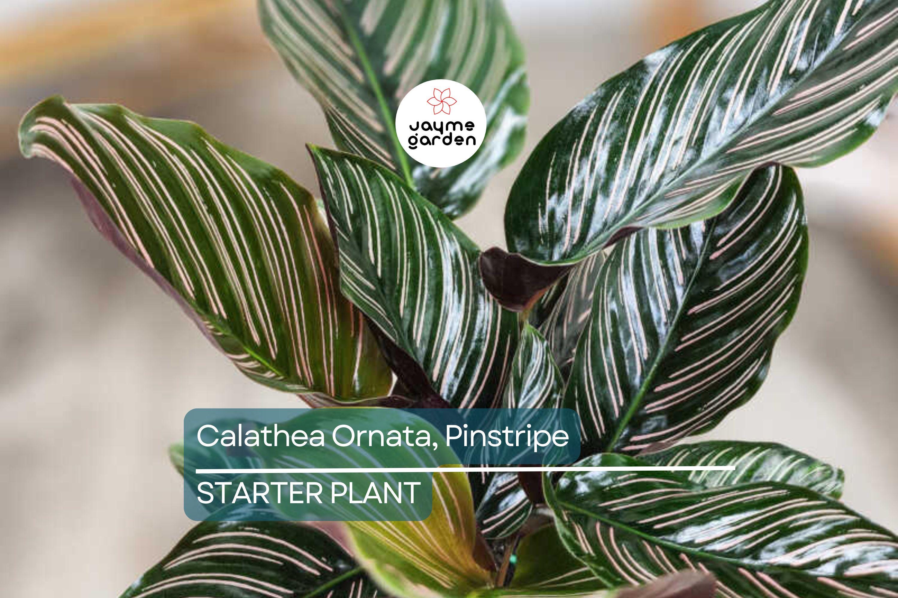 Calathea Ornata Starter Plant | Pinstripe Plant | Live Peacock Plant | Zebra Plant | Indoor Tropical Plant | USA Grown
